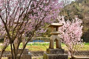 常夜灯と桜