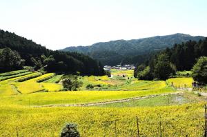 高山棚田