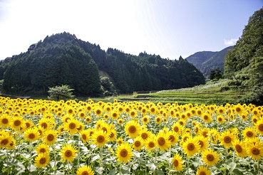ひまわり畑 R423 Flower Road Project 豊能町公式ホームページ