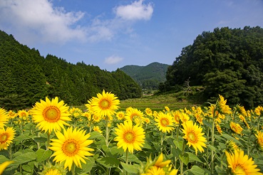 ひまわり畑 R423 Flower Road Project 豊能町公式ホームページ
