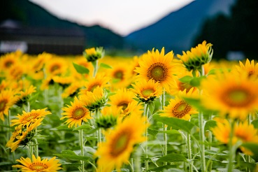 ひまわり畑 R423 Flower Road Project 豊能町公式ホームページ