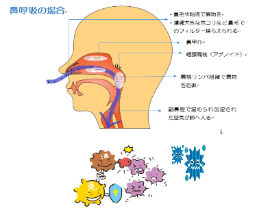 鼻呼吸