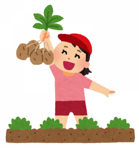 じゃがいも掘り
