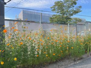 吉川中学校 お花