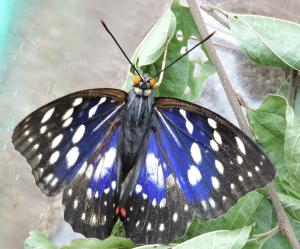 【とよのおもいでアーカイブ】オオムラサキ（TK1_0001～ TK1_0008）に関するページ