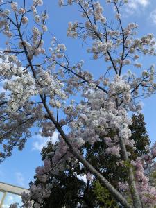 公園樹木写真2