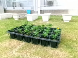 花1