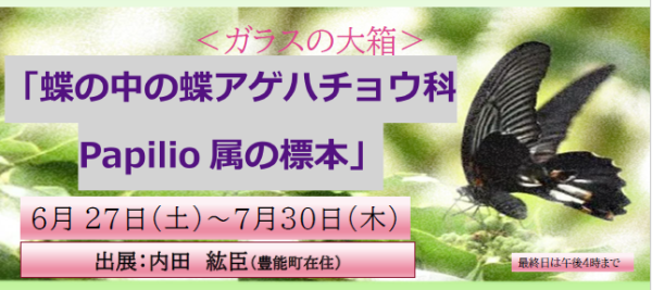 蝶 ガラスの大箱7月